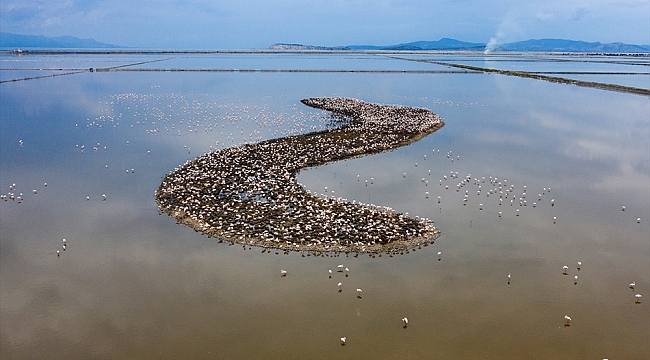 Kuş Cenneti'nde yavru flamingo heyecanı!