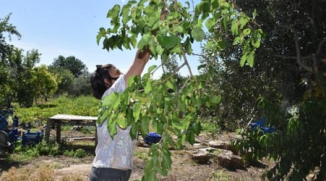 'Organik gıdayla doğal gıdayı karıştırmayın'