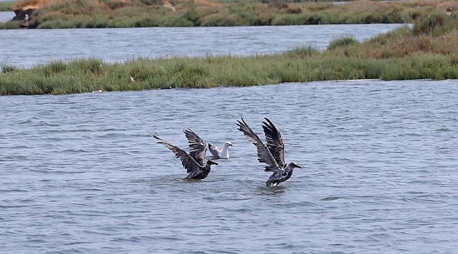 Yavru martıyı çocuklar kurtardı