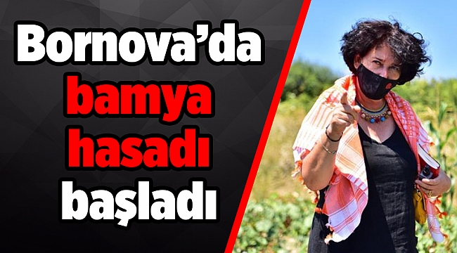 Bornova’da bamya hasadı başladı