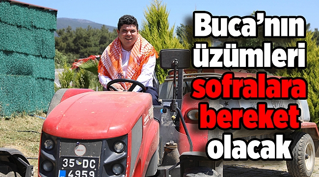 Buca'nın üzümleri sofralara bereket olacak
