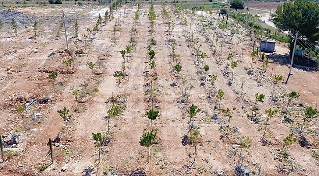 Bulgurca’ya yeni orman alanı