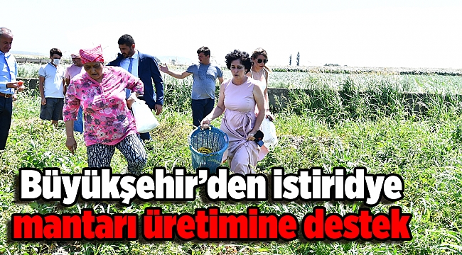 Büyükşehir’den istiridye mantarı üretimine destek