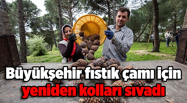 Büyükşehir fıstık çamı için yeniden kolları sıvadı