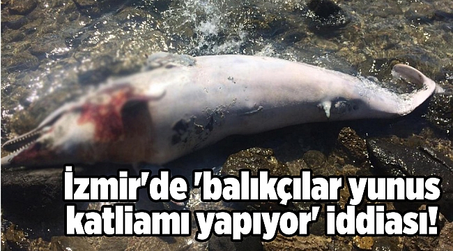 İzmir'de 'balıkçılar yunus katliamı yapıyor' iddiası!