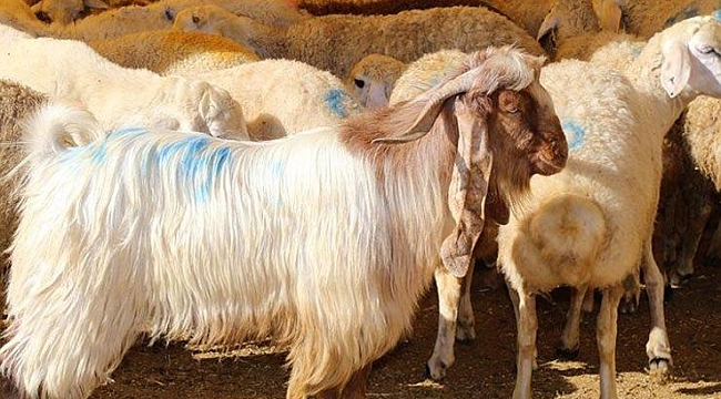 Kurban Bayramı tatili yarın başlayacak