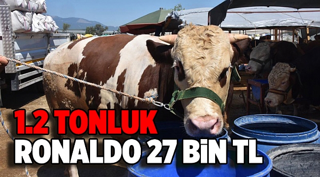 Kurban pazarının gözde boğası 'Adanalı Ronaldo', 27 bin liraya satıldı