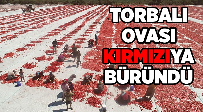 Kurutmalık domatesler serildi, Torbalı Ovası kırmızıya büründü