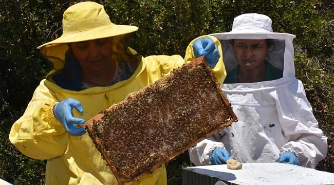 Oğlu için başladı, 2 yılda 200 kovana ulaştı