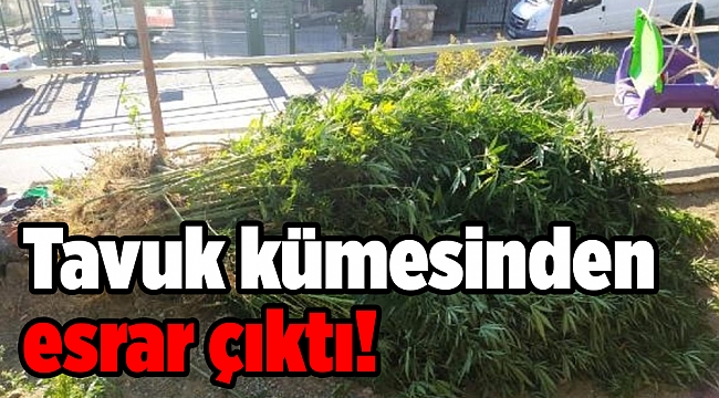 Polisten operasyon: Tavuk kümesinden esrar çıktı!