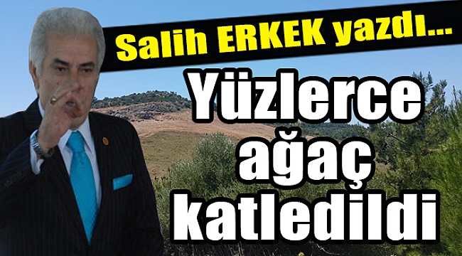 Salih Erkek Yazdı... Yüzlerce ağaç katledildi
