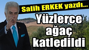 Salih Erkek Yazdı... Yüzlerce ağaç katledildi