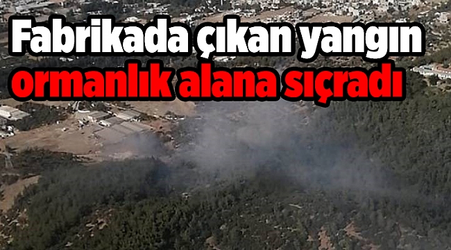 Fabrikada çıkan yangın ormanlık alana sıçradı