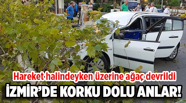 İzmir'de üstüne ağaç devrilen otomobilin sürücüsü yaralandı