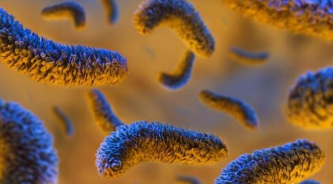 Kanada'da salmonella vakaları 500'ü aştı