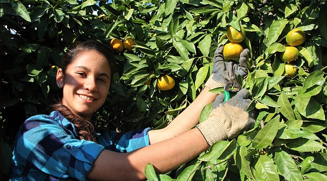 Mandalinanın Kalbi Tescillendi