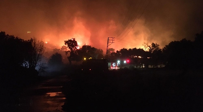 Ödemiş&#039;te yangın! Asırlık zeytin ağaçları zarar gördü