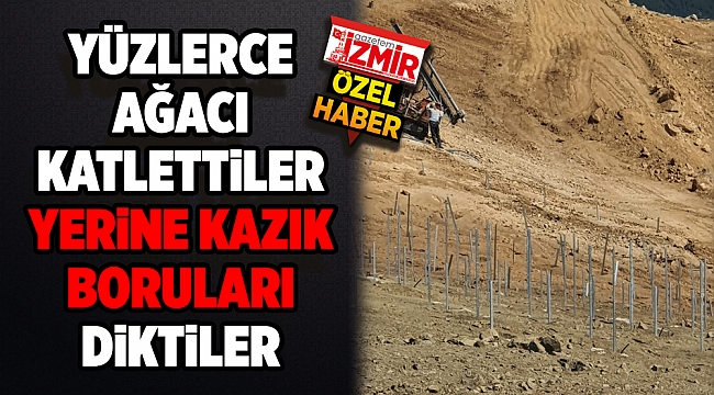 YÜZLERCE AĞACI KATLETTİLER YERİNE KAZIK BORULARI DİKTİLER