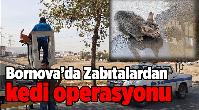 Zabıtalardan kedi operasyonu