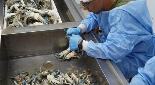 Balıkçıların korkulu rüyası, turistlerin gözdesi: Mavi yengeç