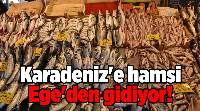 Karadeniz&#039;e hamsi Ege&#039;den gidiyor!