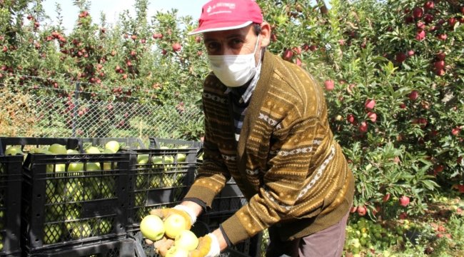 Üretici ve tüccar elma fiyatlarından memnun