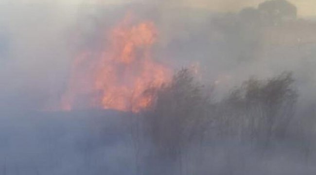 Ayvalık'ta sazlık alanda yangın