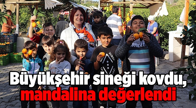Büyükşehir sineği kovdu, mandalina değerlendi