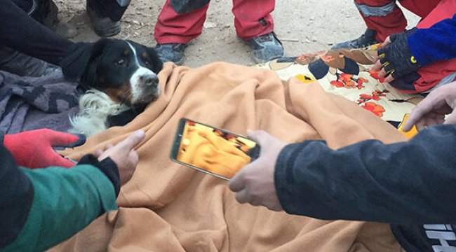 Depremde enkazda kalan köpek 65 saat sonra kurtarıldı