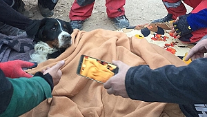 Depremde enkazda kalan köpek 65 saat sonra kurtarıldı