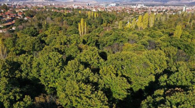 Isparta'da asırlık ağaçlarda kestane yetişiyor