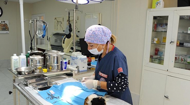 Balçova’nın can dostları emin ellerde