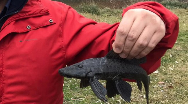 En tehlikeli türlerden biri! Karada da yürüyebiliyor