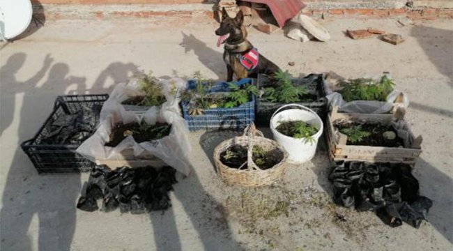 Evinde Hint keneviri yetiştiren şüpheli, gözaltına alındı