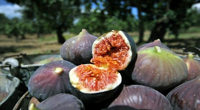 'İhracat yapacağım' diyerek 40 kişiyi dolandırdı!