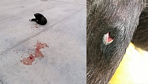 İzmir’de vahşet: Köpeği silahla vurup kaçtı 