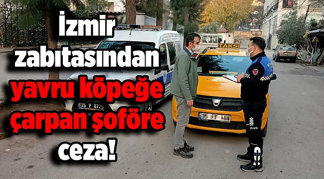 İzmir zabıtasından yavru köpeğe çarpan şoföre ceza!