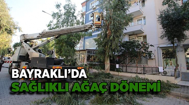 Bayraklı'da sağlıklı ağaç dönemi