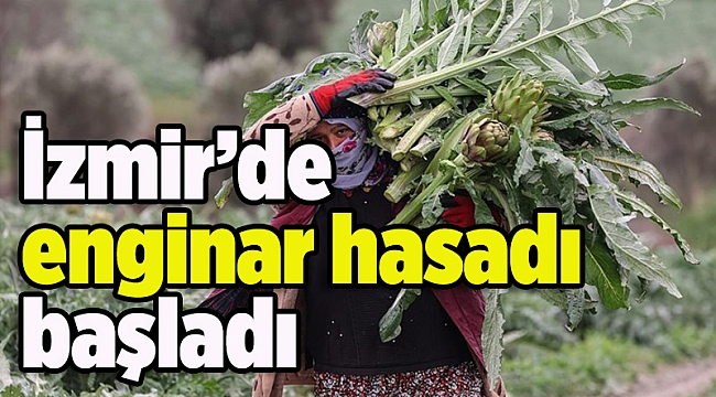 İzmir'de enginar hasadı başladı