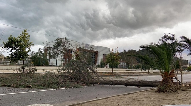 İzmir'de fırtına ağacı devirdi, yol kapandı 