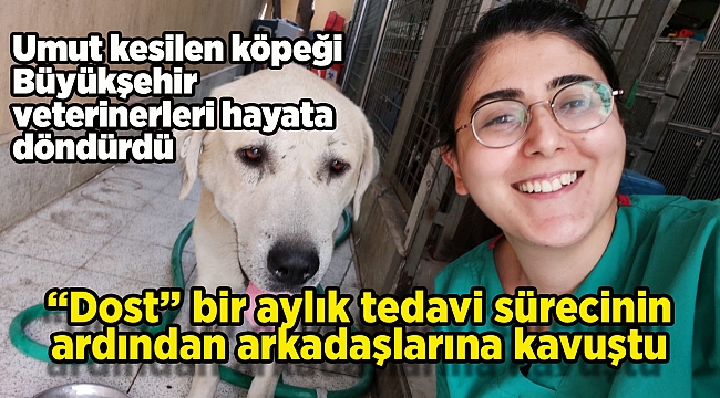 Umut kesilen köpeği Büyükşehir veterinerleri hayata döndürdü
