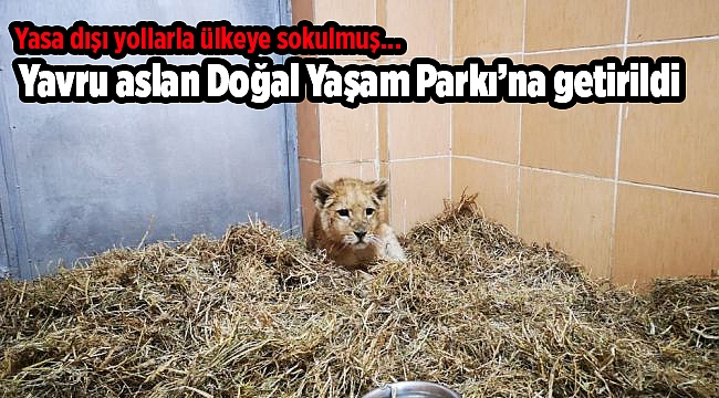 Yasa dışı yollarla ülkeye sokulan yavru aslan Doğal Yaşam Parkı’na getirildi