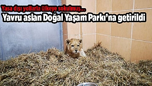 Yasa dışı yollarla ülkeye sokulan yavru aslan Doğal Yaşam Parkı’na getirildi
