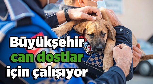 Büyükşehir can dostlar için çalışıyor