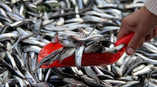 Hamsinin fiyatı tezgaha gelene kadar 3'e katlanıyor!