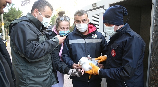 Karşıyaka'da martı operasyonu