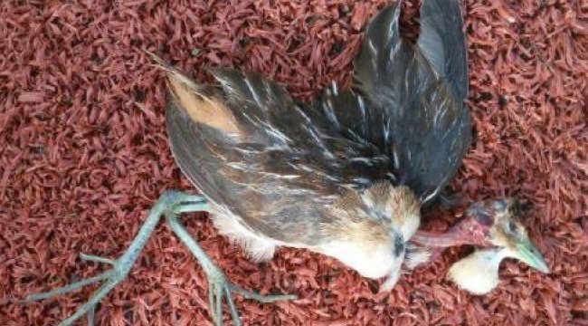 Ölü bulunmuştu:  Türkiye'de ilk defa görülen Çizgili Yelve