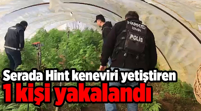Serada Hint keneviri yetiştiren 1 kişi yakalandı