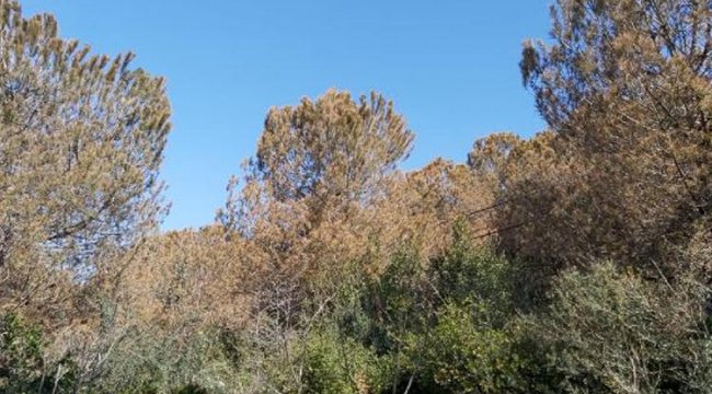 Ağaçların rengi değişti, fabrikalarda inceleme yapıldı!