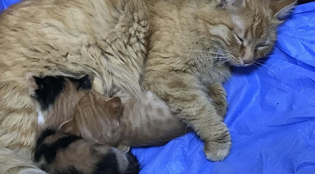 Anne kedi yavrularını doktora getirdi